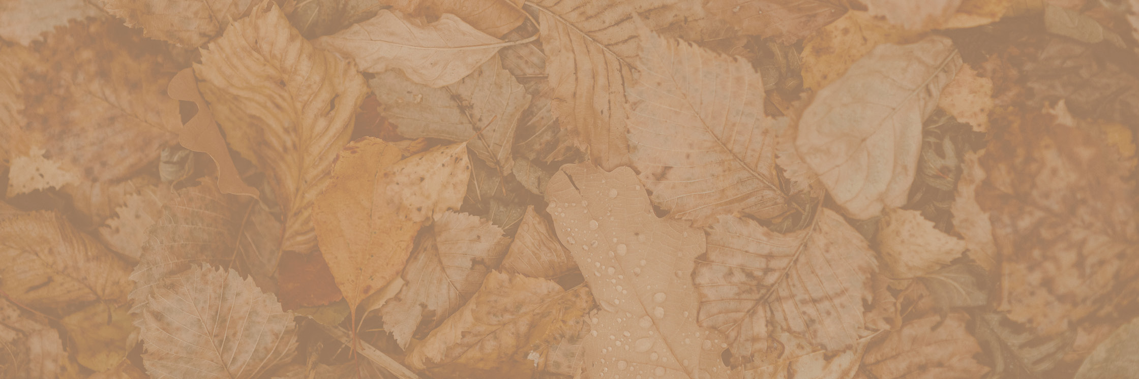 section-hintergrund-herbstlaub-hw24_2240x746_